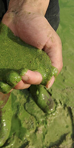 Универсальный реагент РоялХим